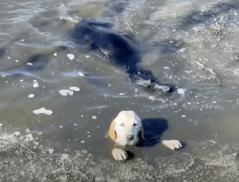 They Stood Around As Dogs Began To Drown But A Man’s ‘Selfless Heart’ Took Over 4 Screenshot 2025 01 17 at 11.41.22 AM 350x266 1