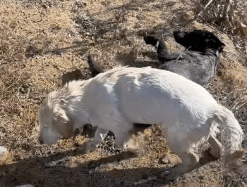 They Stood Around As Dogs Began To Drown But A Man’s ‘Selfless Heart’ Took Over 5 Screenshot 2025 01 17 at 11.41.34 AM 350x266 1