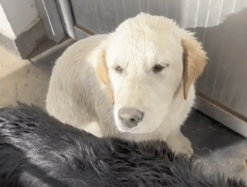 They Stood Around As Dogs Began To Drown But A Man’s ‘Selfless Heart’ Took Over 6 Screenshot 2025 01 17 at 11.50.40 AM 350x265 1