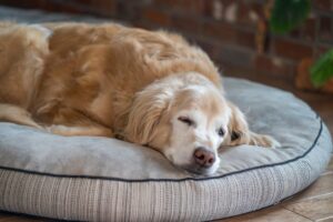 Senior dog on round bed scaled e1731003379420