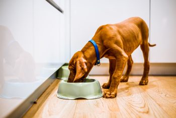 Skinny dog eating kibble 350x234 1