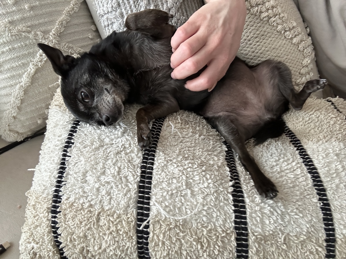 Subi getting a belly rub on the couch pillows
