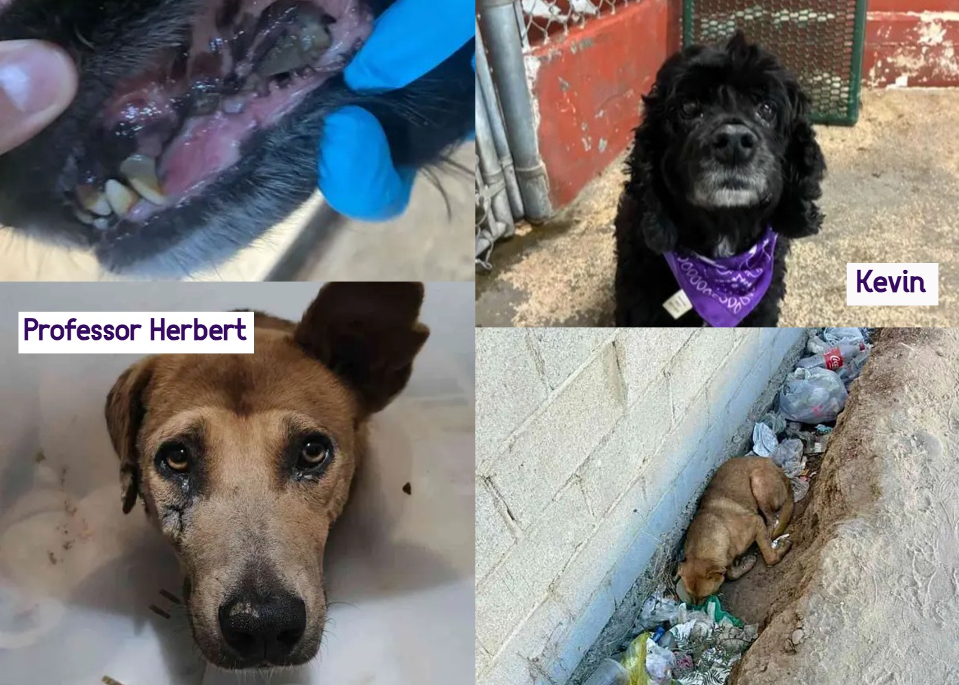 The Dog Food That Feeds Shelter Pets Every Time You Buy a Bag - dogs in need