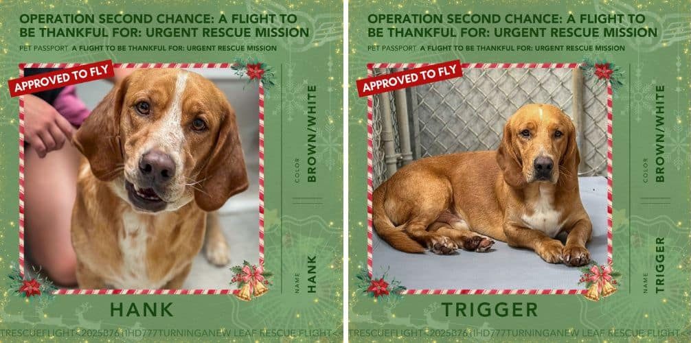 Untitled 1100 x 500 px e1767733792133