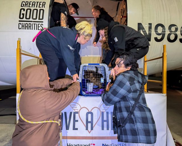 VS Photograph 20251209 AHW HLM LA NJ Departure 003 ©IbervilleParishAnimalShelter scaled e1767734142956