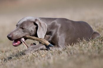 Weimaraner 9 350x233 1