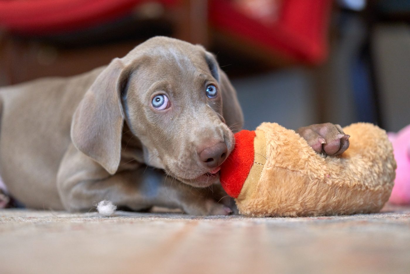 Weimaraner puppy chewing