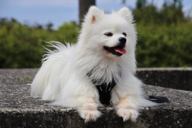 White Dog with Soft Fur