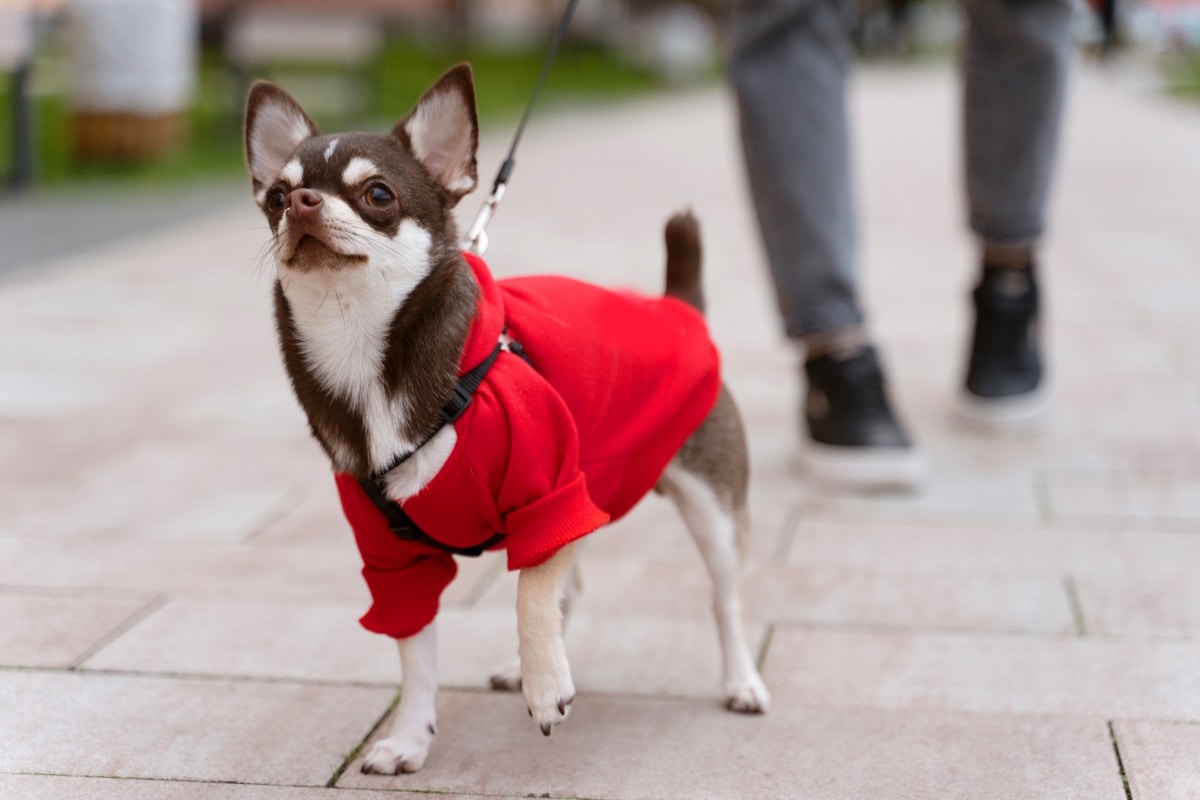 Chihuahua standing proudly with fearless confidence far bigger than size