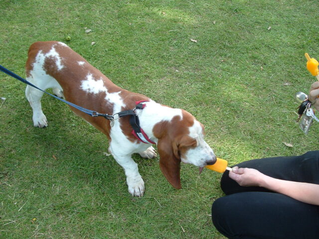 Basset Hound eating best raw dog food.