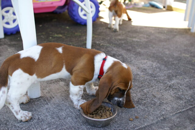 Basset Hound eating best raw dog food.