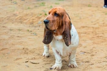 basset hound dog obedience training 2 1 350x233 1