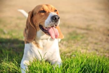 Best Value Dog Gear on Amazon (Under $50 & Prime Eligible) 4 beagle dog lying floor with happy face 3 1 350x233 1