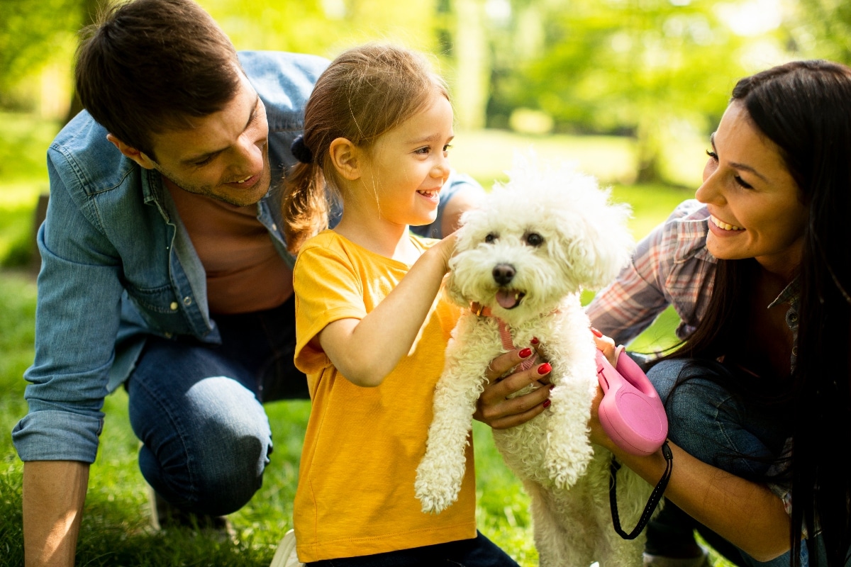 Bichon Frise is cheerful and gentle, bringing soft companionship and comfort.