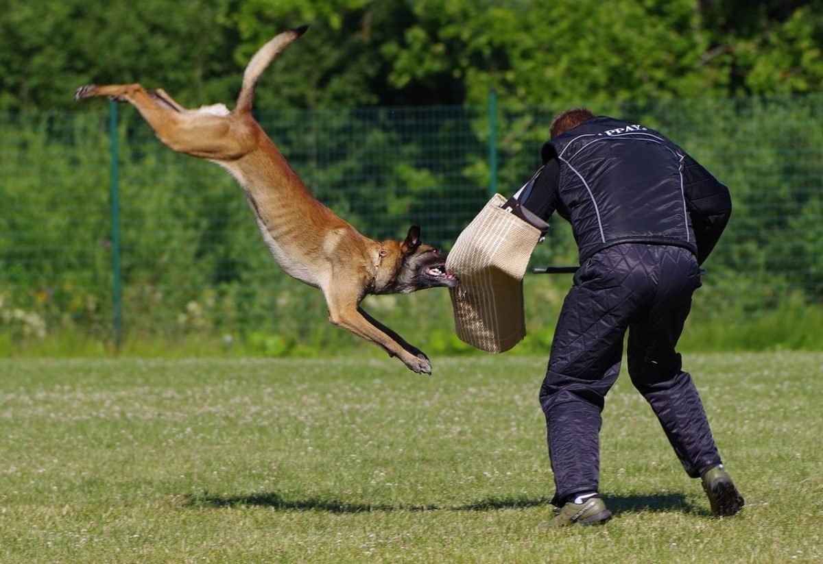 Belgian Malinois is intense and driven, flourishing with consistent routines and work.