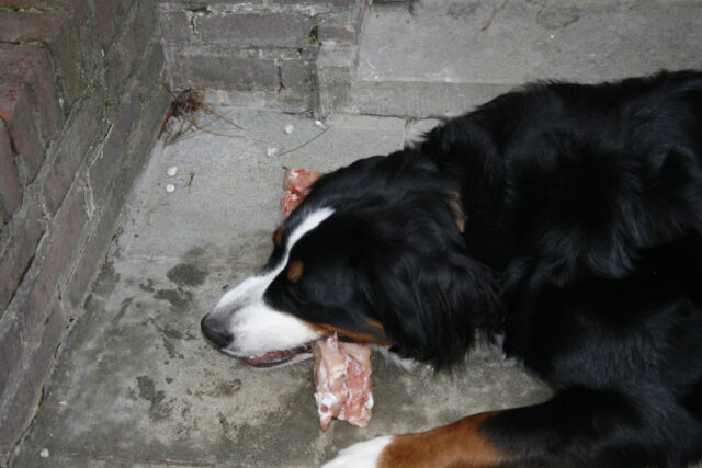 Bernese Mountain eating best raw dog food.