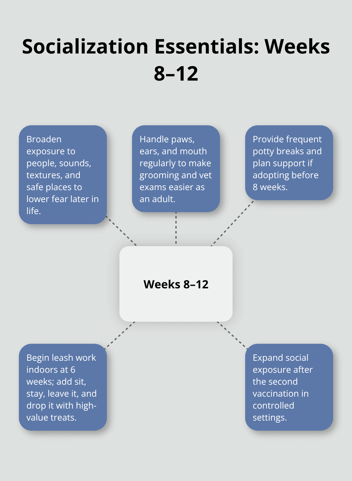 Hub-and-spoke diagram of key socialization actions during weeks 8 to 12. - best age for puppy adoption