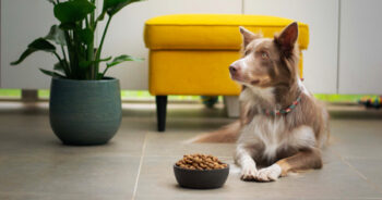 The 13 Best Dog Foods – 2026 3 best dog foods 350x184 1