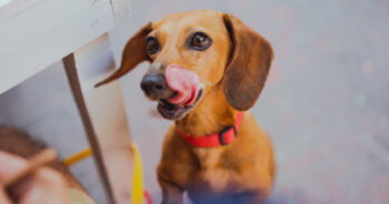 13 Best Fish Oil Supplements for Dogs 2026 3 best fish oil dogs 350x184 1