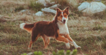 best mushrooms for dogs 350x184 1