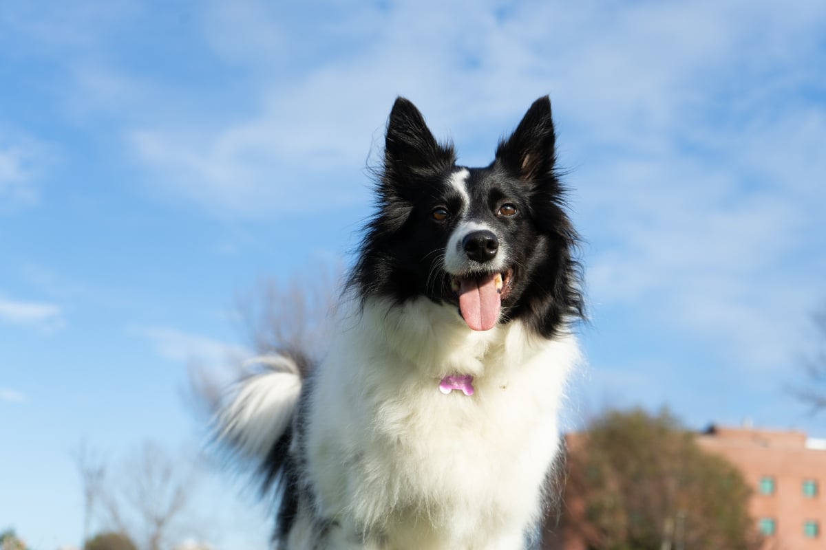 11 Rugged Dog Breeds That Make The Best Hiking Buddies 9 Border Collie, quick and focused, conquering trails with tireless energy.