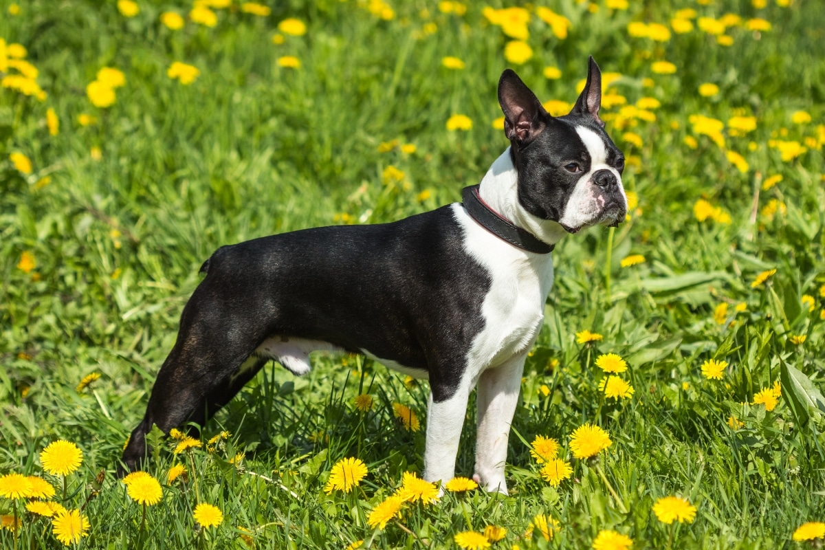 Boston Terrier, confident, expressive, and full of bold personality