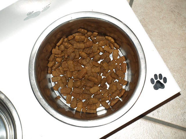 dog food bowl