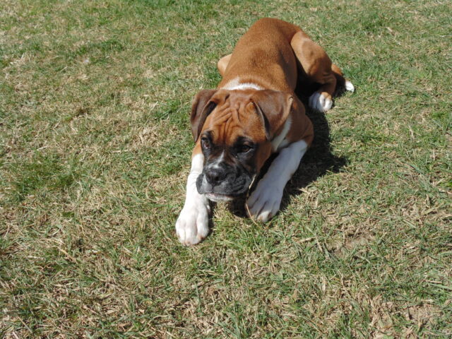 Best raw dog food for Boxers