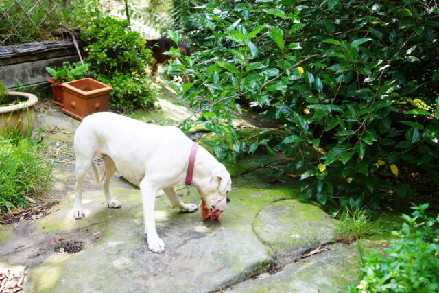 Best raw dog food for Boxers