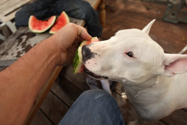 Bull Terrier eating best raw dog food.