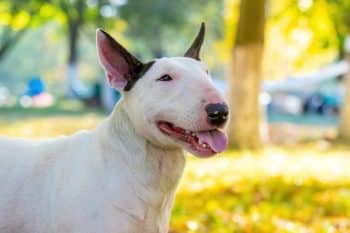 bull terrier dog portrait close up profile outdoors 1 350x233 1