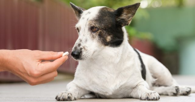 calcium supplements for dogs e1712093003943