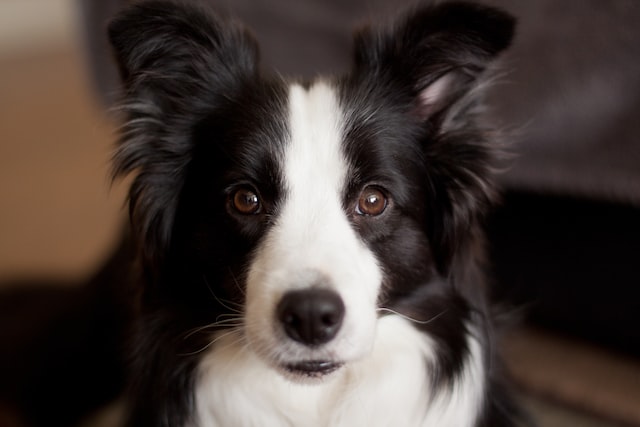 Best raw dog food for Border Collies
