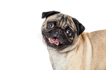 closeup cute happy pug dog 1 350x233 1