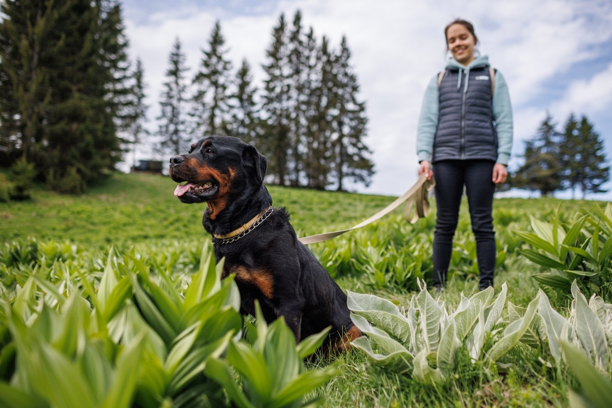 A well-mannered dog looking attentive and calm, ready to follow daily routines with joyful focus.
