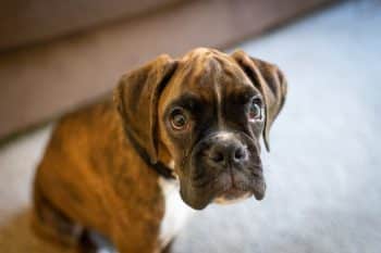 closeup shot adorable boxer puppy 1 350x233 1