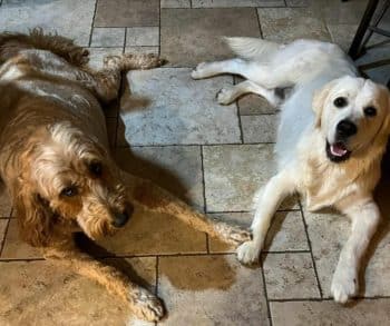 compressed Untitled Facebook Post Facebook Post 2025 05 20T231346.600 350x293 1