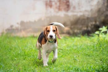 cute beagle dog running grass 1 350x234 1