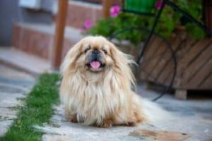 cute pekingese dog garden 3 1 350x233 1
