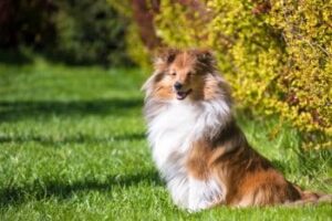 cute red sheltie 1 350x233 1