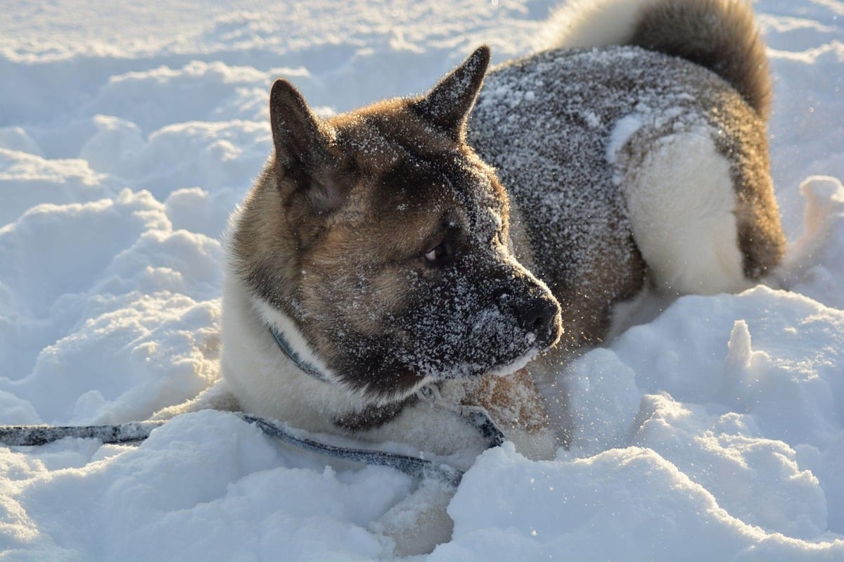 Akita bold and fluffy, standing strong in cold weather.