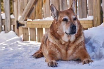 13 Senior Dog Comfort Items That Support Winter Wellness 4 dog 1539122 1280 350x233 1