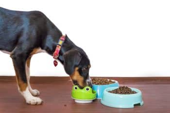 7 Best Dog Food Options For Picky Eaters – 2026 4 dog 5504867 1280 350x233 1