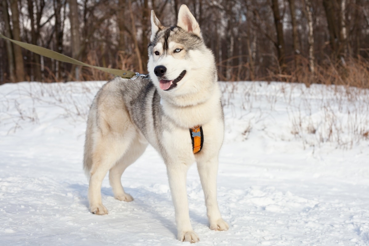 Siberian Husky joyful and fluffy, thriving in crisp winter air.
