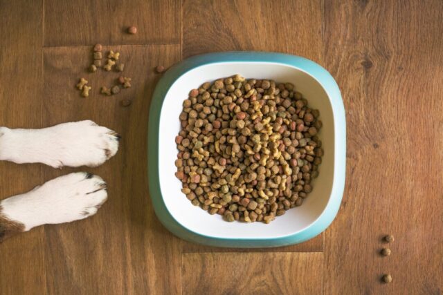 11 Best Dry Dog Foods 5 dog food 5168940 1280 e1673632956973