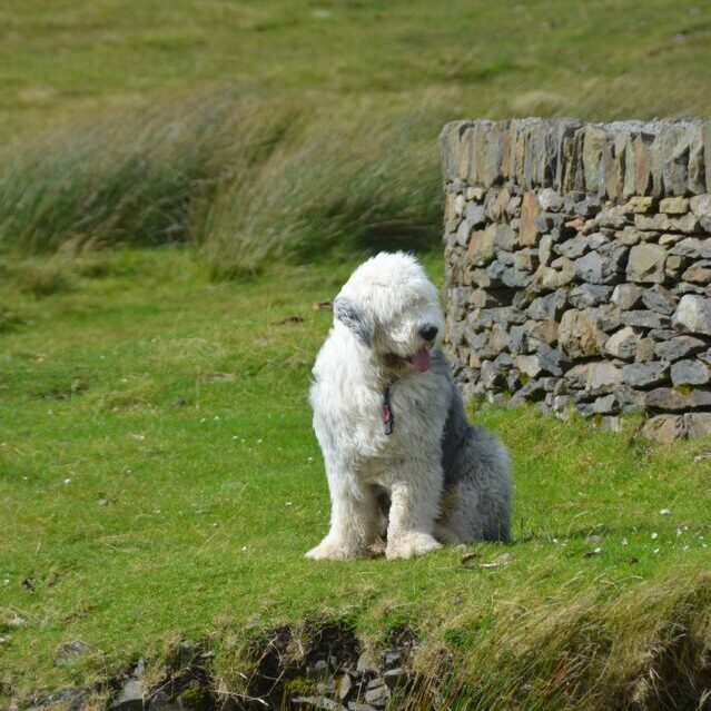 Best raw dog food for Old English Sheepdogs