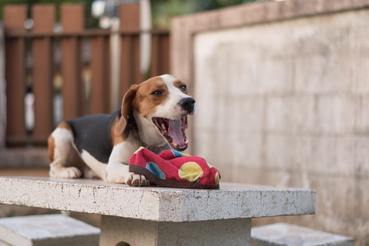 Beagle cheerful and curious, sniffing and playing with playful energy.