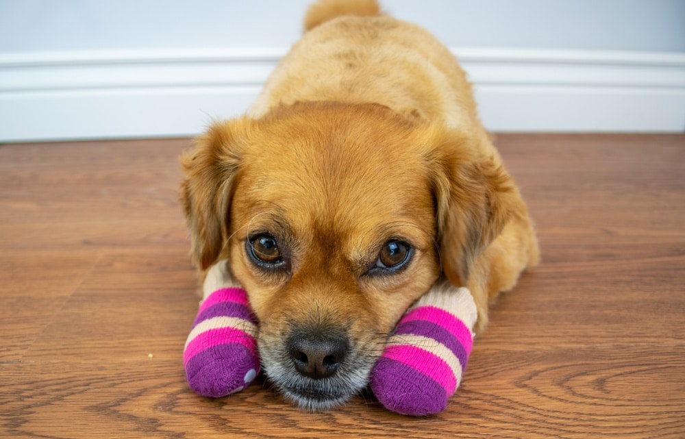 Why Vets Say a Swallowed Sock Is a Real Emergency 8 dog-wearing-socks