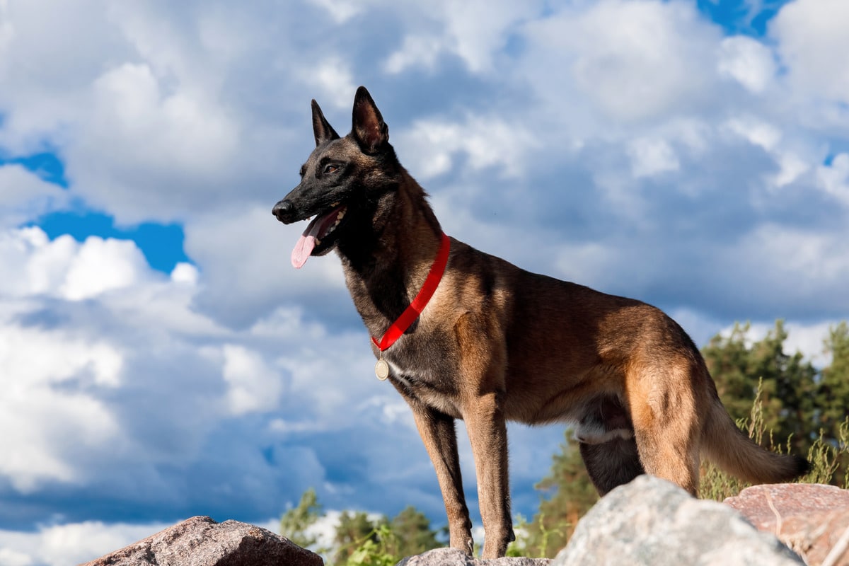 11 Rugged Dog Breeds That Make The Best Hiking Buddies 4 A sturdy, energetic dog looking focused and happy, capturing the spirit of trail-ready adventure.