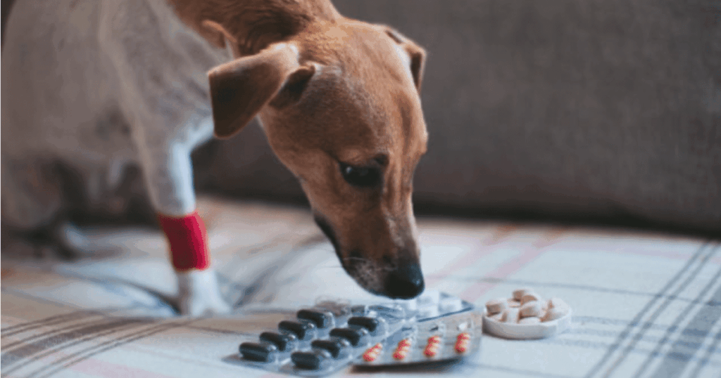 dog pain medication options 1200x630